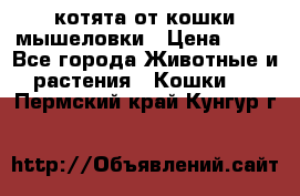 котята от кошки мышеловки › Цена ­ 10 - Все города Животные и растения » Кошки   . Пермский край,Кунгур г.